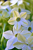 Nicotiana flowers