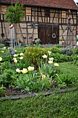 Weiße Tulpen im Bauerngarten