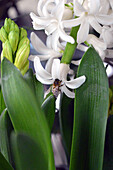 Bumblebee on hyacinth flower