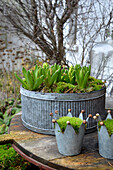 Spring awakening with hyacinths and moss in zinc crowns