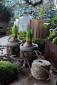 Pots with hyacinths in winter
