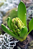 Close-up of a budding hyacinth
