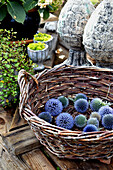 Basket with flowers of globe thistle