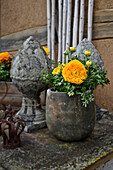 Potted ranunculus next to decorative stone pine cones