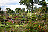 Country garden with box hedge borders in autumn