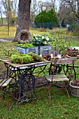 Natural materials for making decorations on garden table with old sewing machine base: zinc containers, moss, mistletoe, hellebores, pine cones