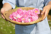 Hands holding basket of rose petals