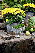 Autumn arrangement of small stone pots planted with moss and yellow chrysanthemums