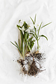White early blooming bulb flowers with soil
