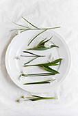 White flowering spring bulb flowers on a plate