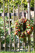 Wreath of physalis and hydrangeas on fence