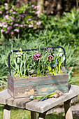 Spring flowers planted in wooden box (snake's head fritillaries, grape hyacinths, striped squill, snowdrops)