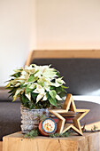 Creamy white poinsettia and decorations