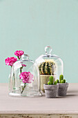 Carnation and cactus under glass covers