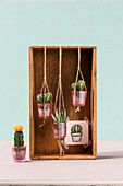 Indoor garden with suspended cacti in box