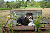 Dog (Australian shepherd) next to basket of Queen Anne's lace seed heads, yarrow, tansy and wild fennel