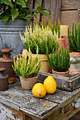 Heather in pots, melons and vintage weights