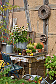 Old table with zinc pots, echinacea and heather