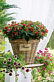 St. John's wort berries in a basket and petunias on a table in the garden