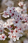 Zweig mit Blüten der Blutpflaume (Prunus cistena)