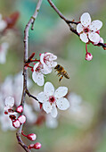 Bee on a branch with flowers of the purple leaf sand cherry blossom (Prunus cistena)