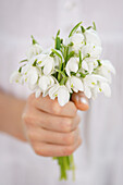 Hand holding small posy of snowdrops