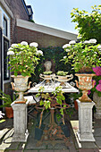 Hortensien auf Pflanzenständer vor rustikalem Tisch auf der Terrasse