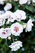 White shrub rose 'Eyes for You' (Rosa), hybrid