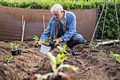Pensionierter älterer Mann, der im Obstgarten pflanzt
