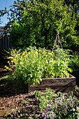 Vegetable patch with marigolds and bush beans on self-made trellis