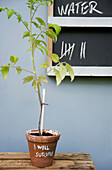 Potted tomato plant with reminder