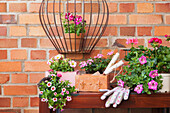 Various potted spring and summer flowers, gardening tools and gloves