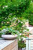 Blumenarrangement mit Storchschnabel (Geranium) in Betonschale auf Holzgeländer