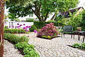 Red maple next to seating area and allium flowers in a garden with a path made of paving stones
