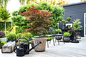 Collection of plant pots, with Japanese maple in the foreground on a large wooden terrace