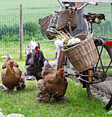 Körbe an einem alten Fahrrad und Hühner