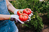 Nahaufnahme einer Frau, die Tomaten gegen Pflanzen im Gemüsegarten hält
