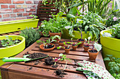Verschiedene Topfpflanzen und Gartengeräte auf dem Balkon