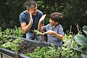 Fröhlicher Junge gibt Vater High-Five, während er Pflanze mit Kelle am Hochbeet im Garten hält