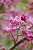 Branch with apple blossom