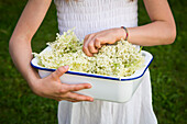 Girl holding bowl of picked elderflowers, partial view