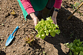 Woman working in her vegetable garden, Italy