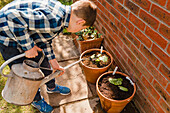 Boy watering seedling in flower pot