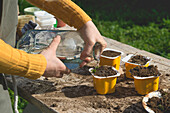 Frau gießt Wasser in Behälter, während sie im Garten pflanzt