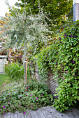 Wooden wall overgrown with climbing clematis, a garden bed with willow-leaved pear in front of it