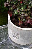 Begonia in a concrete pot