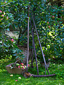 Old garden tools and basket under the apple tree