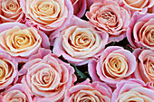 Rosa- und apriocotfarbene Rosen