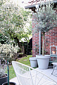 Sitzbereich im Garten mit Olivenbaum (Olea europaea) vor Ziegelmauer