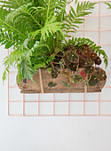Houseplants in a wooden box in front of a copper-colored lattice on wall